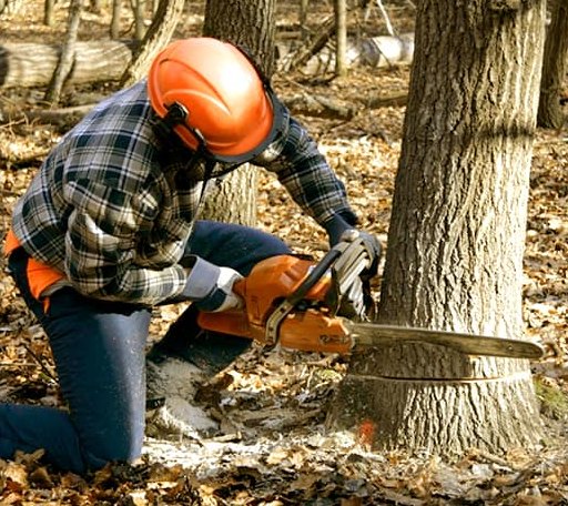 Tree Removal in Strong, ME